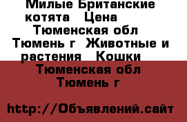  Милые Британские котята › Цена ­ 500 - Тюменская обл., Тюмень г. Животные и растения » Кошки   . Тюменская обл.,Тюмень г.